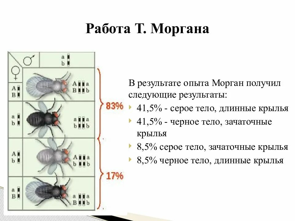 Создание хромосомной теории. Томас морган теория наследственности. хромосомная теория наследственности моргана пример. положения теории томаса моргана. хромосомная теория томаса моргана.