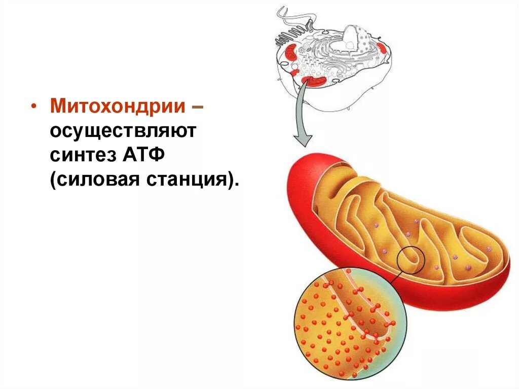 Атф в растительной клетке. АТФ В митохондриях. Синтез АТФ В митохондриях. Синтез АТФ В митохондрии клетки схема. Образование АТФ В митохондриях.