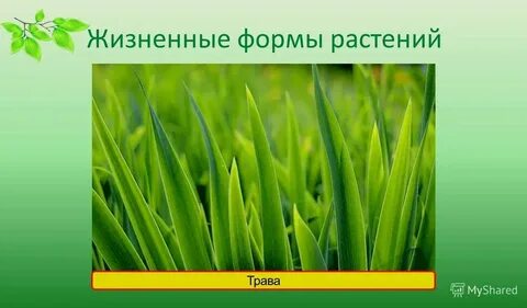 Наличие травянистых и древовидных форм