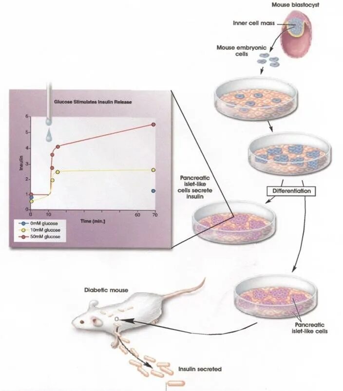 Mice cells. Embryonic body. Mouse Embryo Stem Cell. Megalocytes. Reverting Cells into embryonic State program.