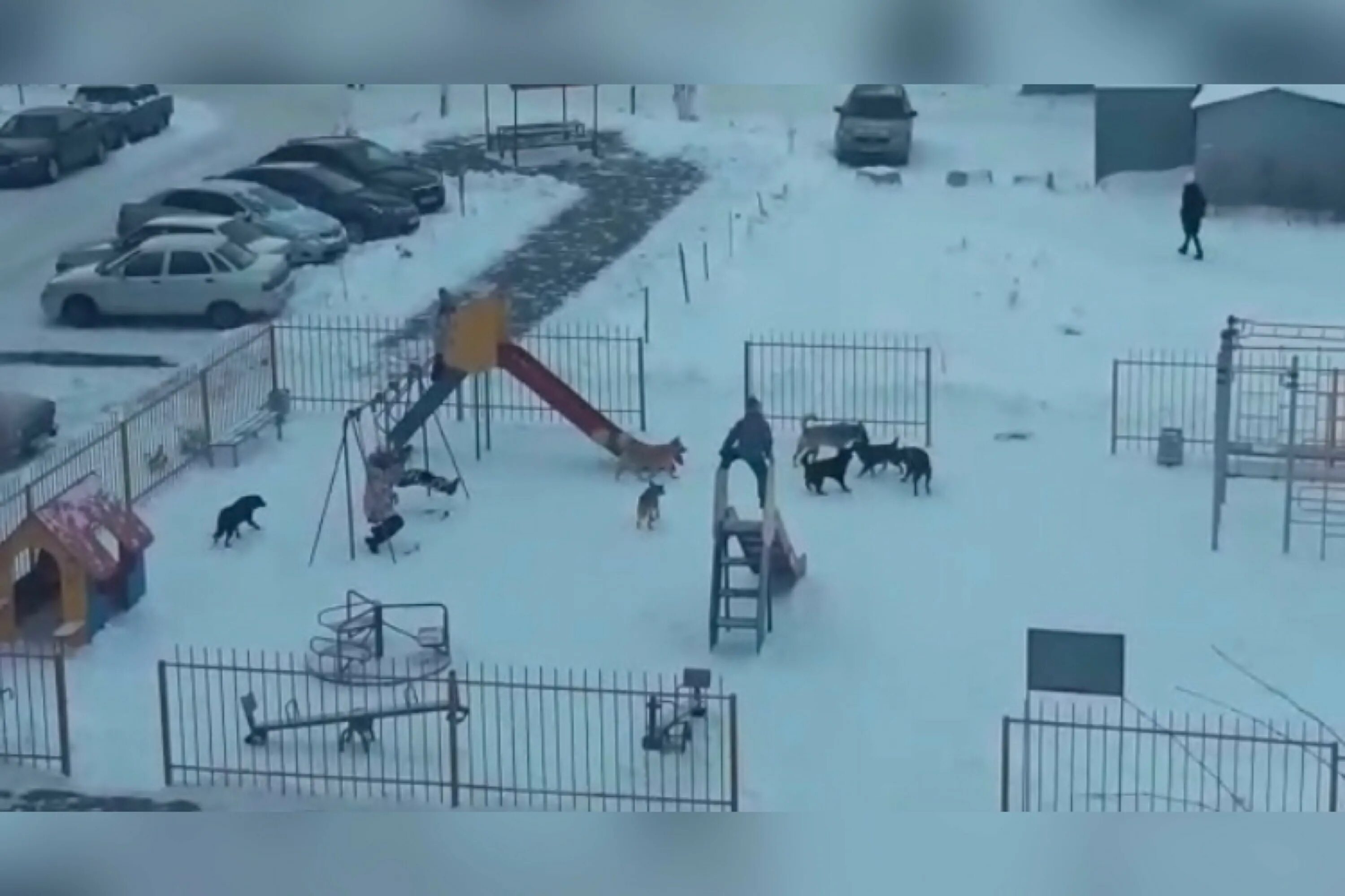 Собак на территории детского сада. В оренбурге стая бездомных собак напала на ребенка. стая собак на детской площадке. бездомные собаки нападают на детей. бродячие собаки на детской площадке.