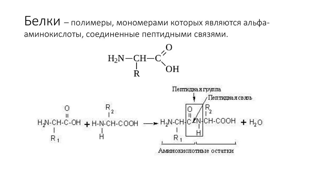 Соединение мономера белка. Строение Альфа аминокислот. 20 Альфа аминокислот. Белки это полимеры мономерами которых являются. Белок это полимер мономером которого является.