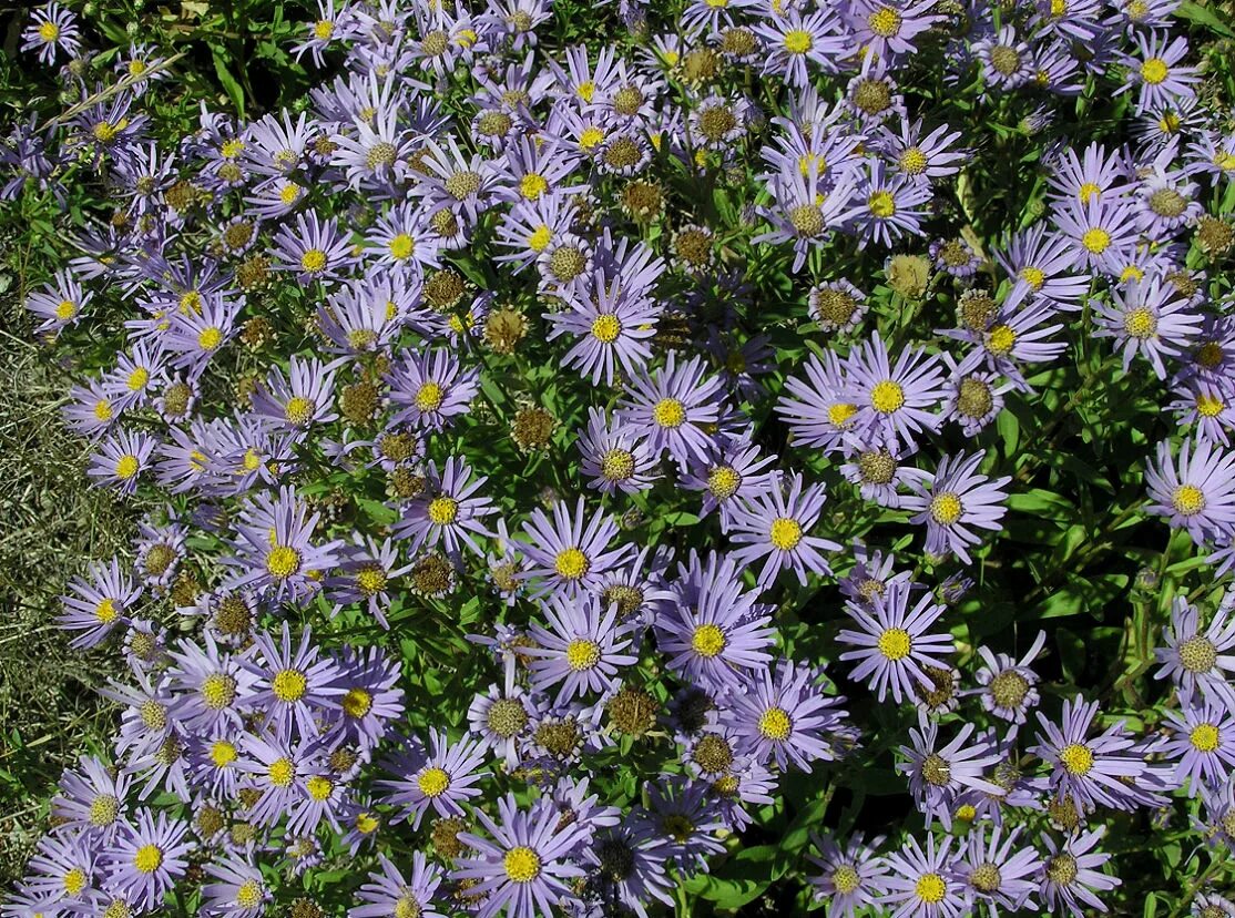 Free Images : blossom, flower, purple, petal, autumn, botany, garden, flora, wil