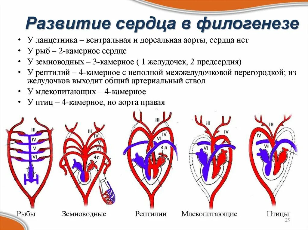 Филогенез кровеносной. Развитие сердца. Стадии развития сердца. Этапы формирования сердца. Формирование сердца зародыш.