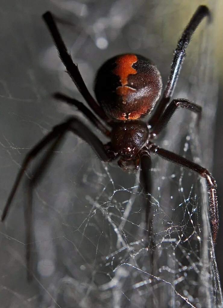 Черная вдова паук. Latrodectus hasselti паук. Паутина каракурта. Красноспинный Каракурт (Latrodectus mactans). Паучья вдова