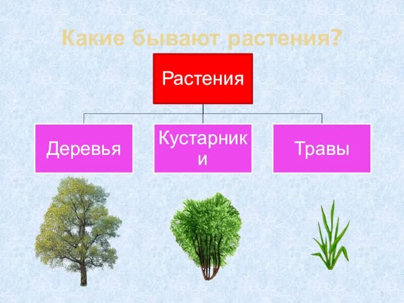 Какие бывают растения окружающий мир 2 класс. Какие бывают растения. Растения какиеибфвают. Какие бывают растения схема. Какие бывают растения окружающий.