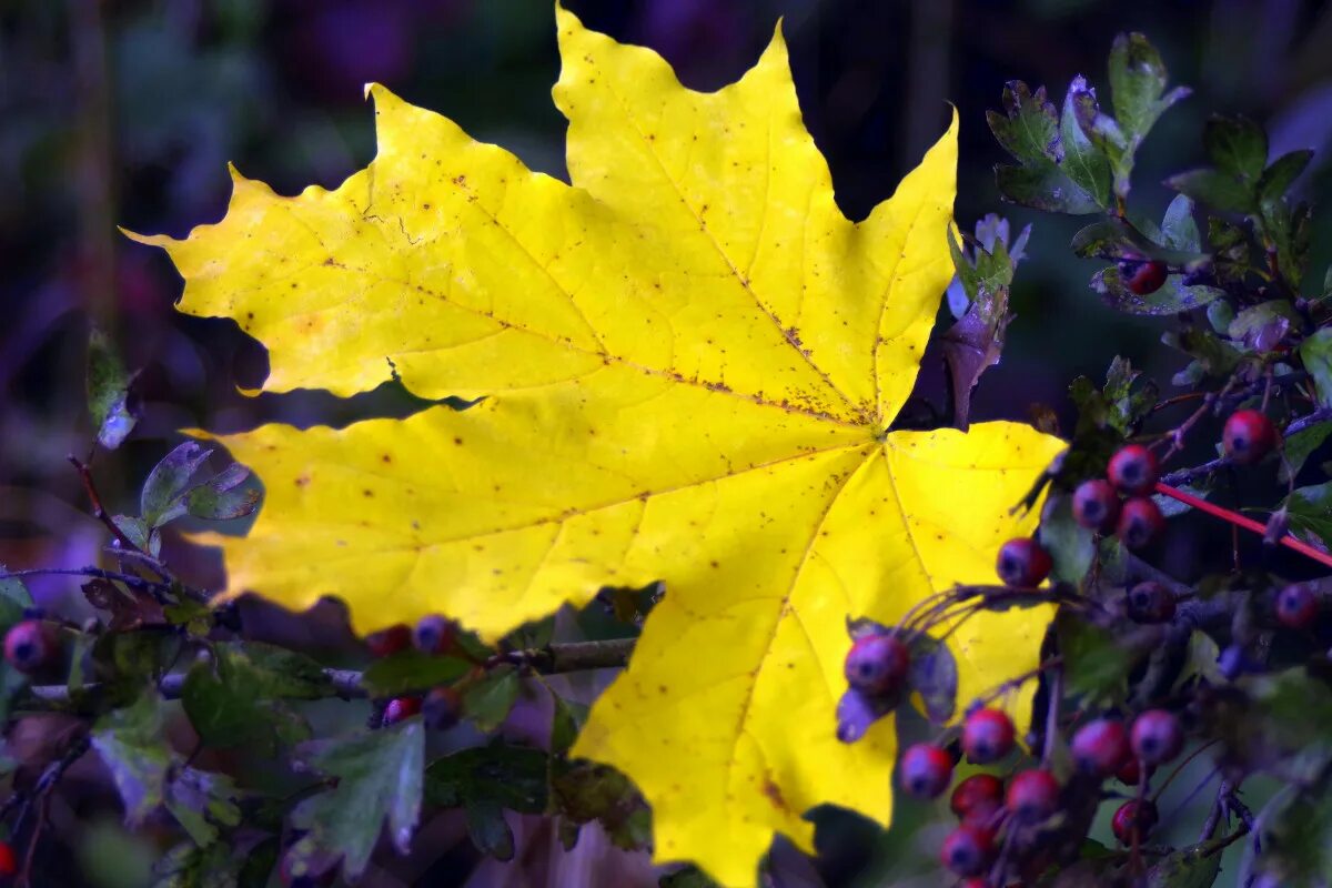 Red Leaf Between Yellow Leaves In Fall Free Stock Photo LibreShot Yellow leaves,