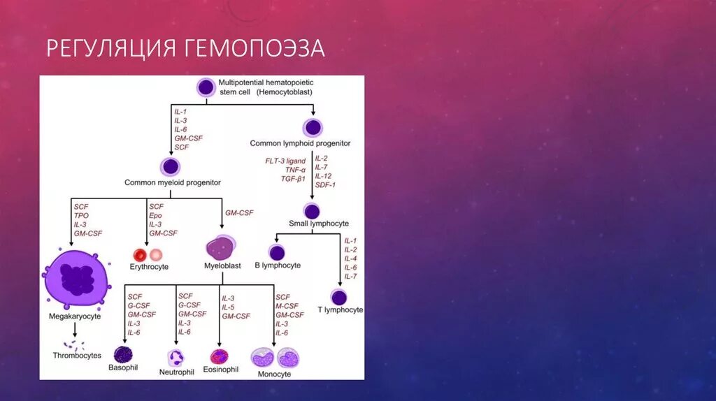 Органы гемопоэза. Факторы регулирующие гемопоэз. Схема гемопоэза гистология. Гемопоэз и его регуляция в норме. Механизмы регуляции гемопоэза.