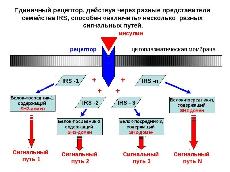 Инсулиновый сигнальный путь. Сигнальные пути рецептора инсулина. Инсулиновый Рецептор. Сигнальный Каскад инсулинового рецептора. Действует через изменение