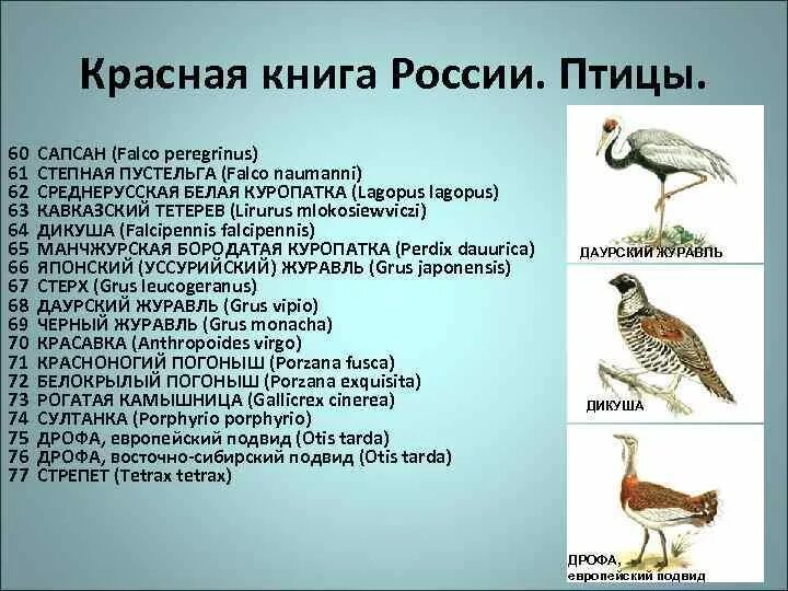 Красная книга список птиц. Птицы красной книги. Птицы красной книги России. Краснокнижные птицы России. Птицы красной книги Вологодской области.