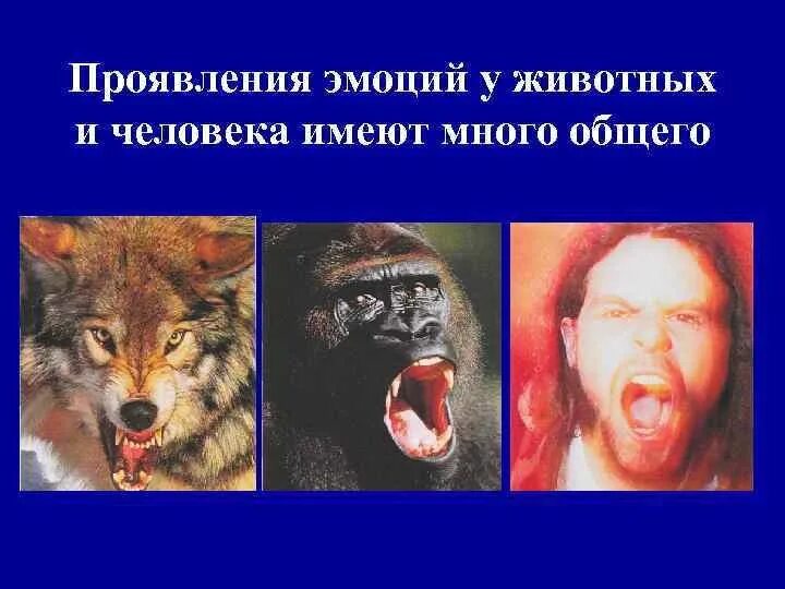 Эмоции людей и животных. Эмоции у животных и человека презентация. чувства и эмоции у человека и животных. эмоции животных доклад. мотивация и эмоции у человека и животных.
