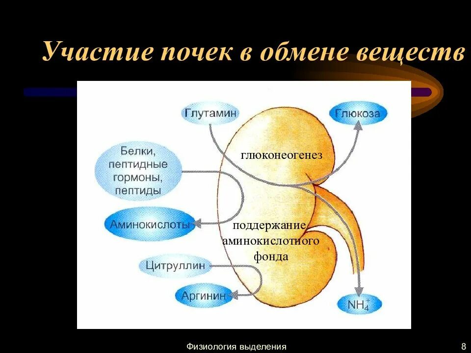 Метаболическая функция почек. Обмен веществ в почках. Участие почек в обмене веществ. Особенности метаболизма почек. Участвует в белковом обмене