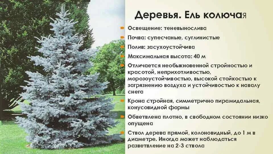 Какой высоты достигают ели. Какой высоты достигают ели