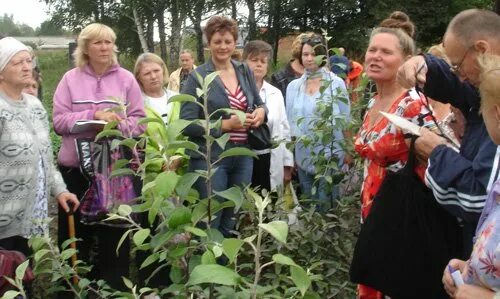 Шубина саженцы Новосибирск. Сад Шубиной Краснообск. Сад Шубиной в Новосибирске. Сайт шубиной новосибирск