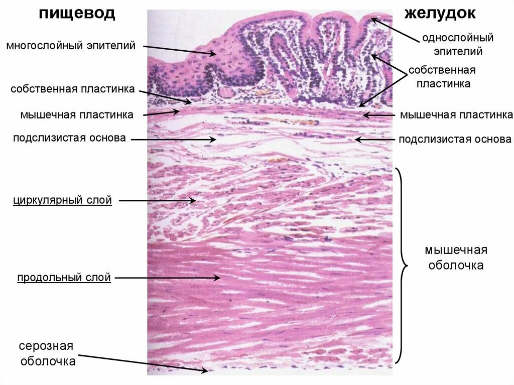 Клетки пищевода. Поперечный срез желудка гистология. Строение пищевода гистология препарат. Строение стенки пищевода гистология. Поперечный срез пищевода гистология.