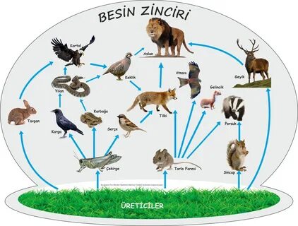 Ad: besin zenciri1.jpg Gösterim: 12460 Boyut: 478.2 KB.