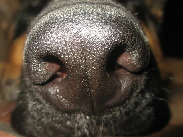 нос собаки.