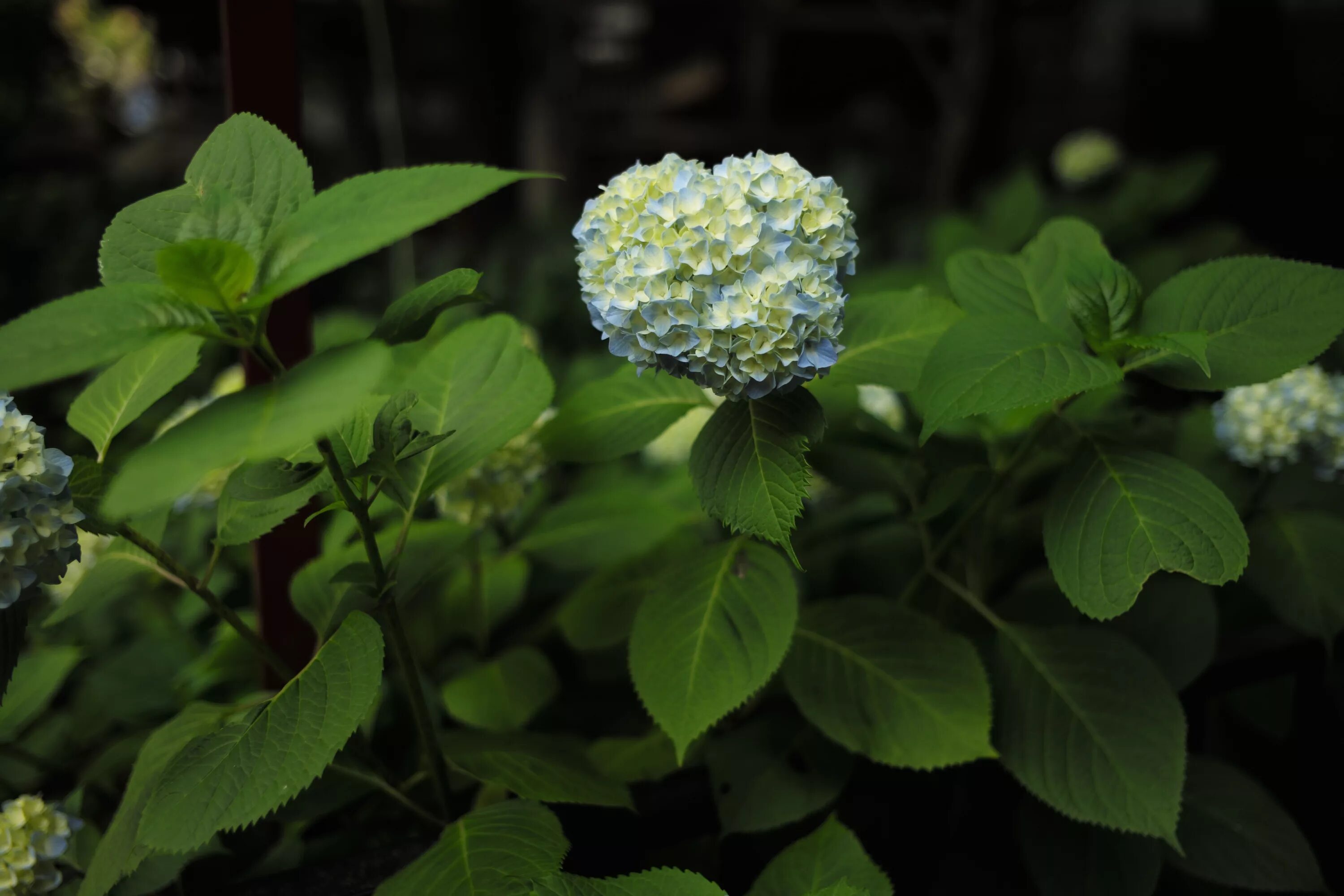 Green blossom