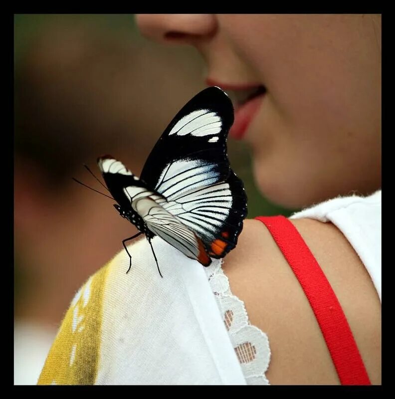 Наблюдать за бабочкой. Счастье подобно бабочке. Бабочка. Счастье как бабочка. Шутки про бабочек.