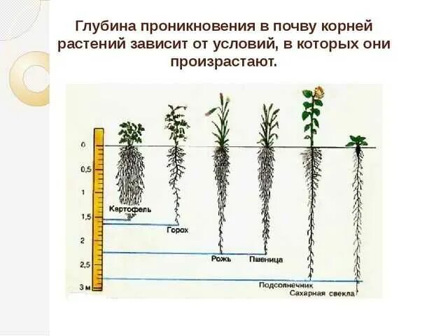 Проникнуть в глубь. Корневая система растений глубина. Глубина проникновения корневой системы. Глубина проникновения ЭВ.