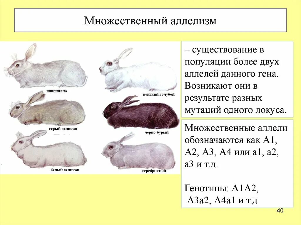 Аллельные гены окраски