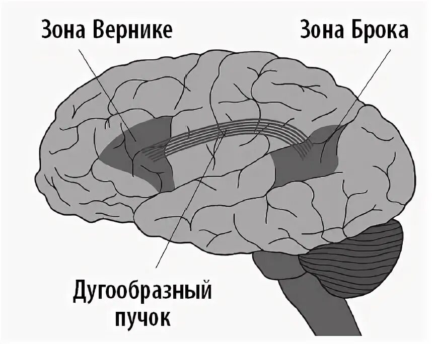 Центр брока в каком полушарии. Центр брока в каком полушарии