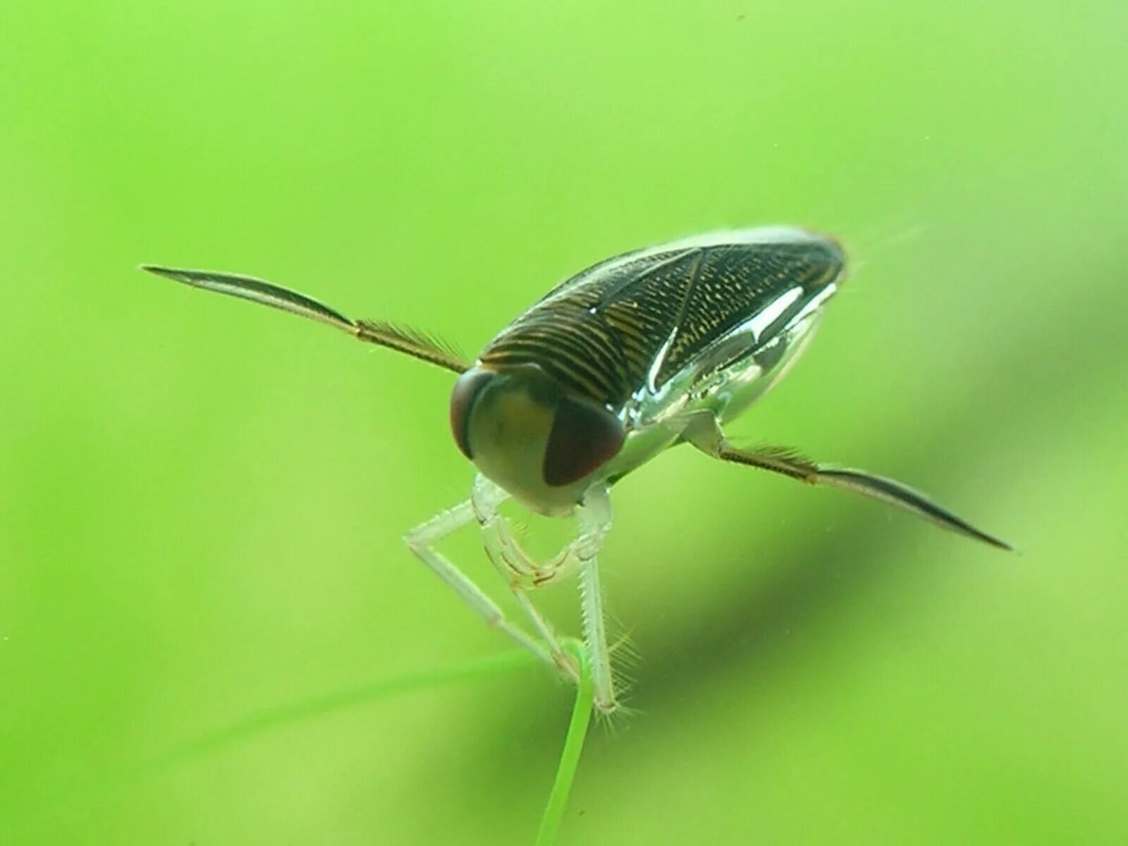 Жук гладыш. Клоп гребляк. жук гребляк. гребляк corixa punctata.