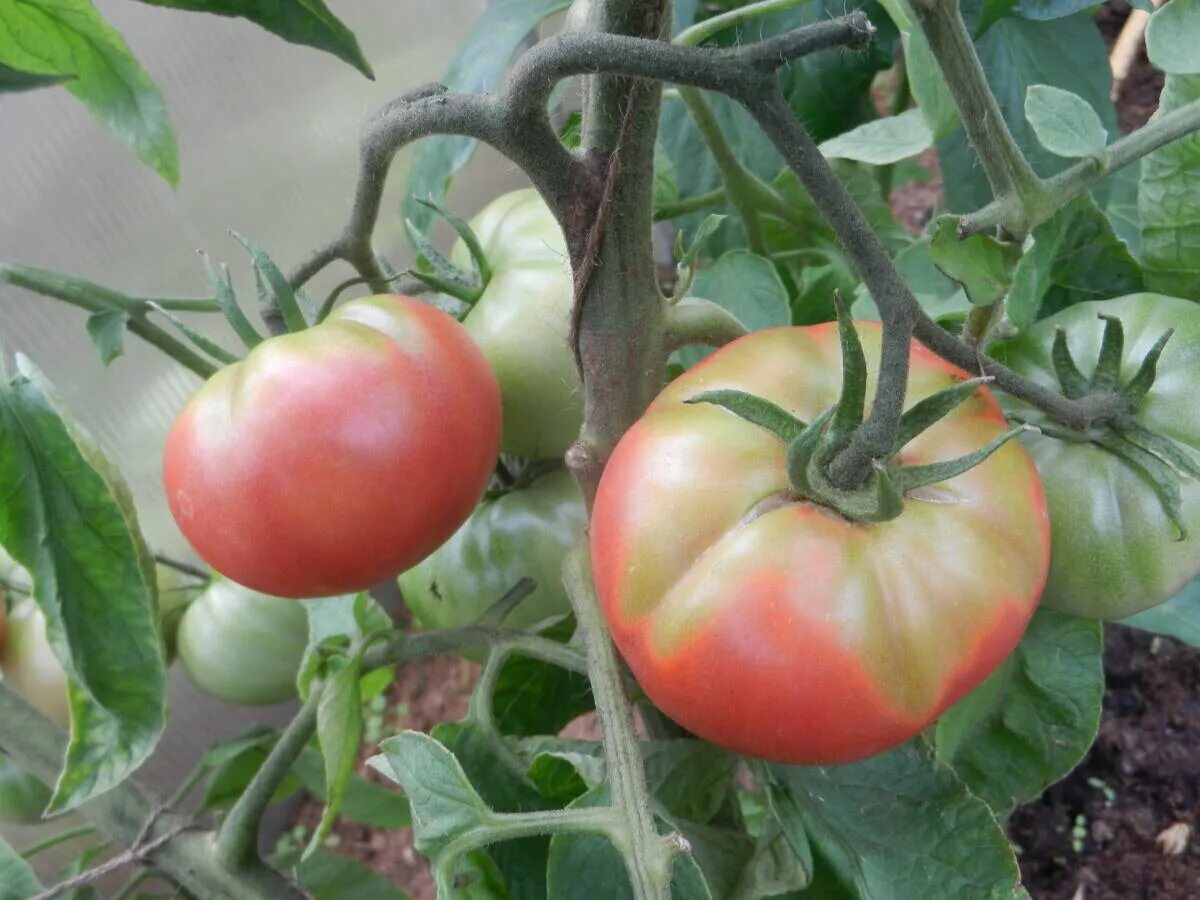 Почему помидоры краснеют. Томаты в теплице. Помидоры не краснеют. Крупные помидоры. Спеют помидоры.