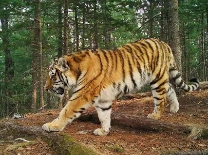 Уссурийский тигр в Тайге (76 фото) .