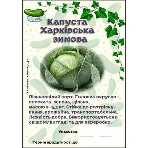 Харьковский сорт капусты. Капуста белокочанная харьковская зимняя. капуста белокочанная харьковская зимняя описание. сорт капусты харьковская. харьковская капуста описание.