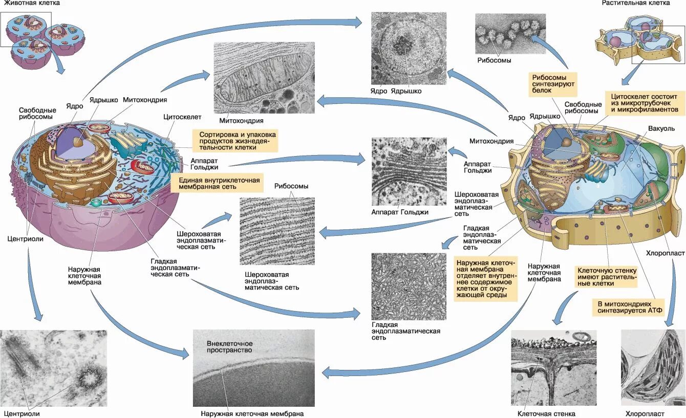 Взаимосвязь митохондрий и рибосом. Микроскопическое строение органоидов клетки. Структуры эукариотической клетки органеллы. Строение эукариотической клетки 10 класс биология. Схема строения органоидов клетки.