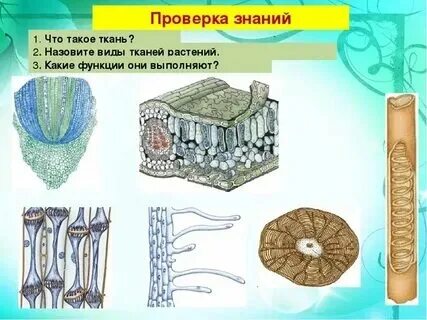 В каких частях тела встречается механическая ткань