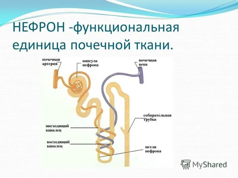 В каком слое находится нефрон. Строение нефрона капсула нефрона. Нефрон анатомия 8 кл. Строение нефрона основные части. Изображение строения нефрона.