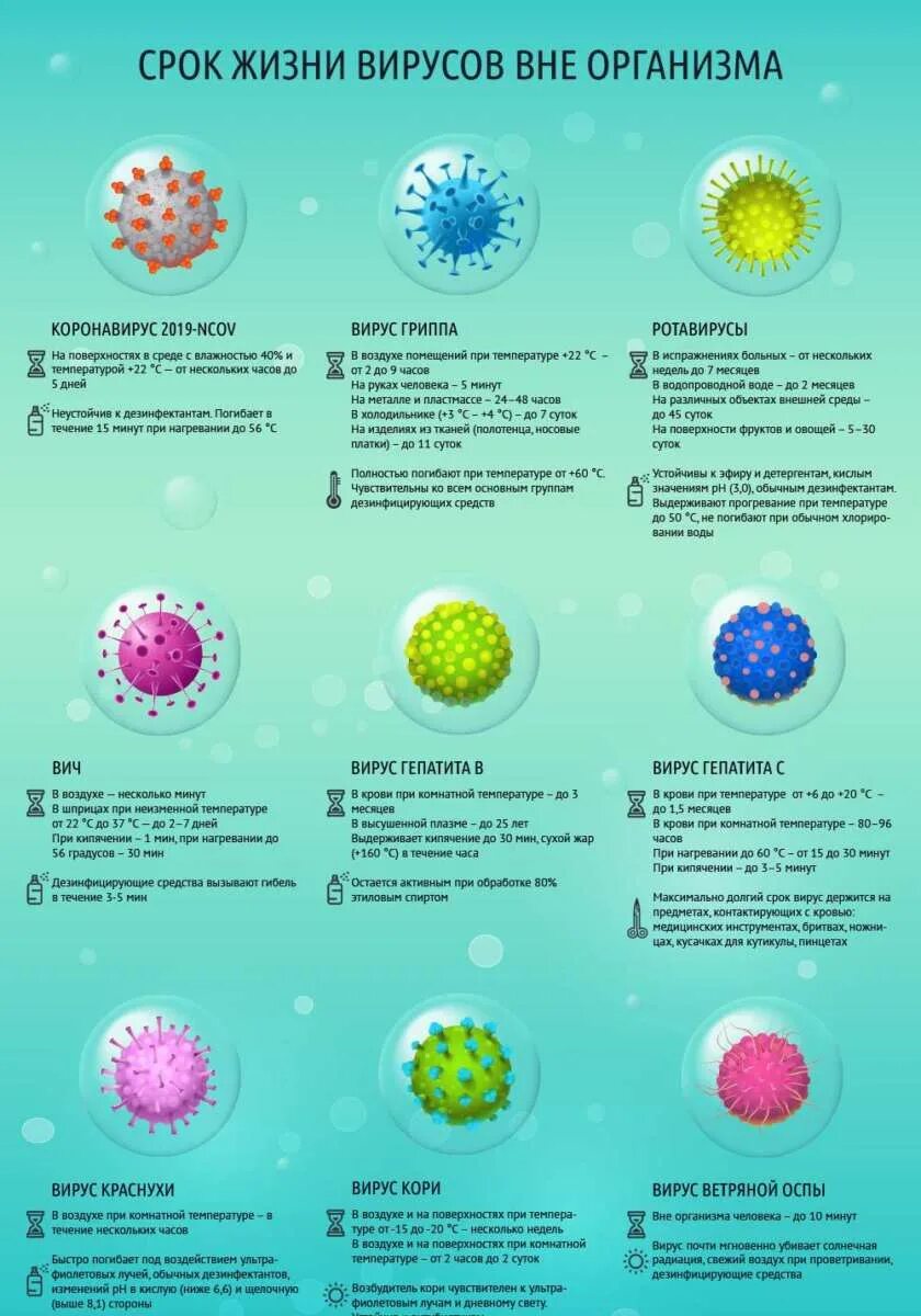 Сколько живут вирусы. Сколько живут вирусы вне организма. Инфографика вирус гриппа. Сколько живут вирусы и бактерии на поверхности. Вирус на открытом воздухе