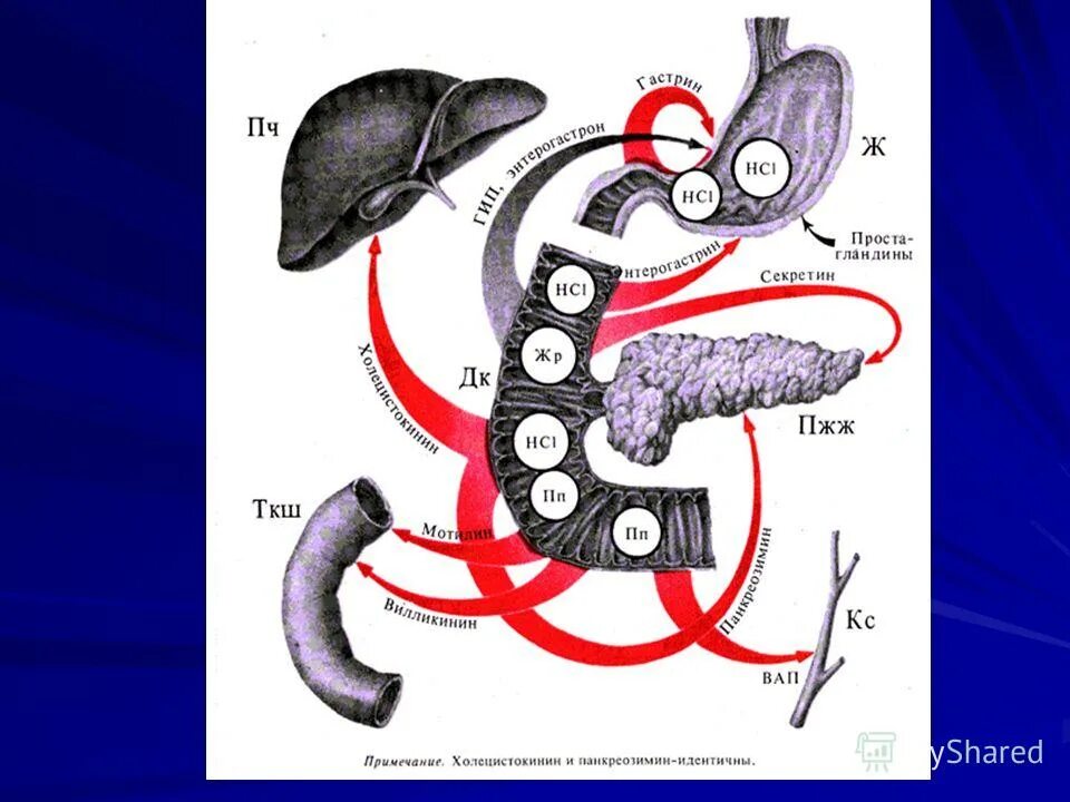 желчь в толстом кишечнике. желчь в толстом кишечнике. строение желудка 8 класс биология пасечник.