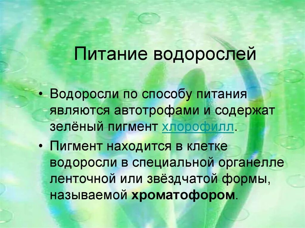 Содержит хлорофилл являются автотрофами. Питание водорослей. Тип питания водорослей. Способ питания водорослей. Питание зеленых водорослей.