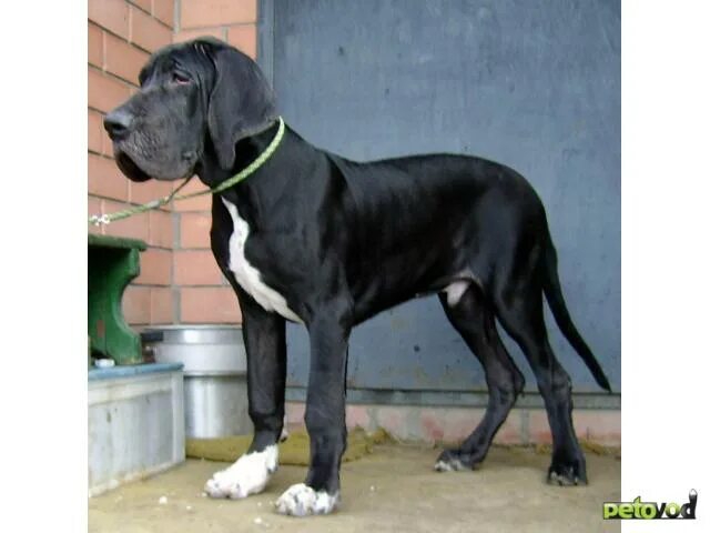 Немецкий дог щенок 1 мес. Немецкий дог черный щенок 2 месяца. Щенок немецкого дога 1 месяц. Щенок немецкого дога 2 месяца. Дог 2 месяца.