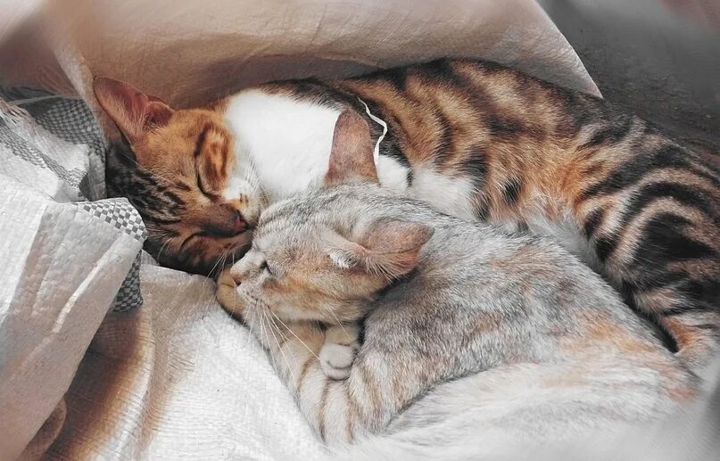 Кошка нежится. Лев и львица. Животные нежатся. Львица потягивается. Животные греются на солнышке.
