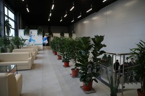 Ледовый новошахтинск расписание