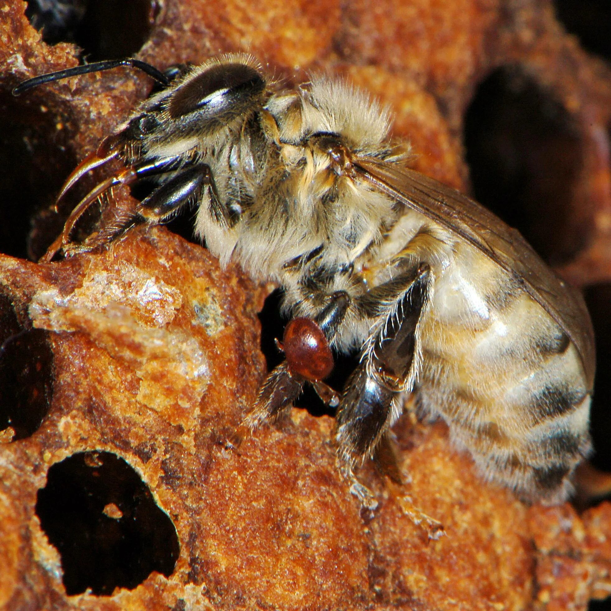 Как еще называют болезнь пчел. Варроатоз болезнь пчел. Болезнӣ клеш вароа пчёлы. Болезни пчел акарапидоз. Пчелы личинками варроатоз.