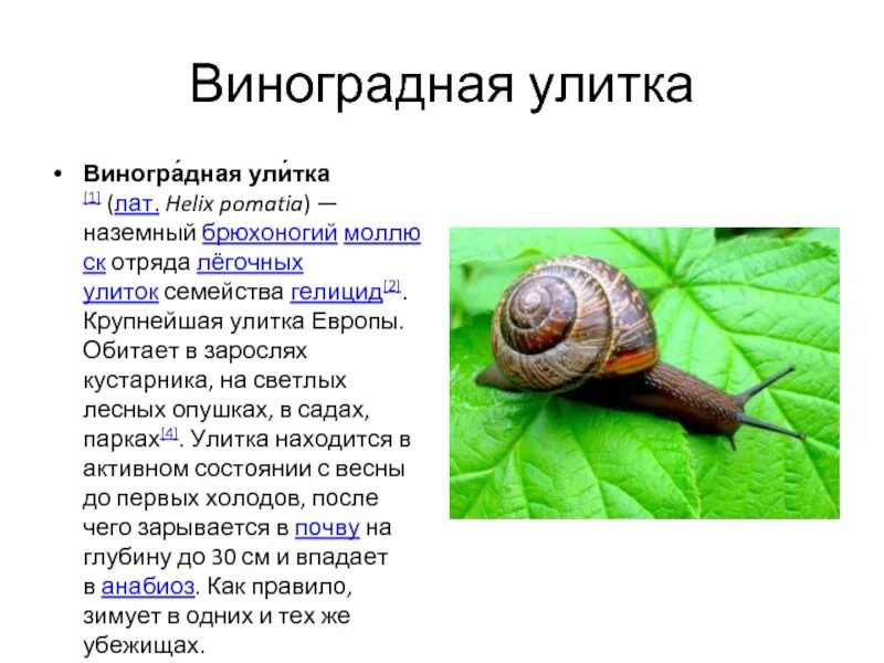 Ползи улитка. Моллюски виноградная улитка. Улитка какое семейство. Виноградная улитка тип. Содержание.