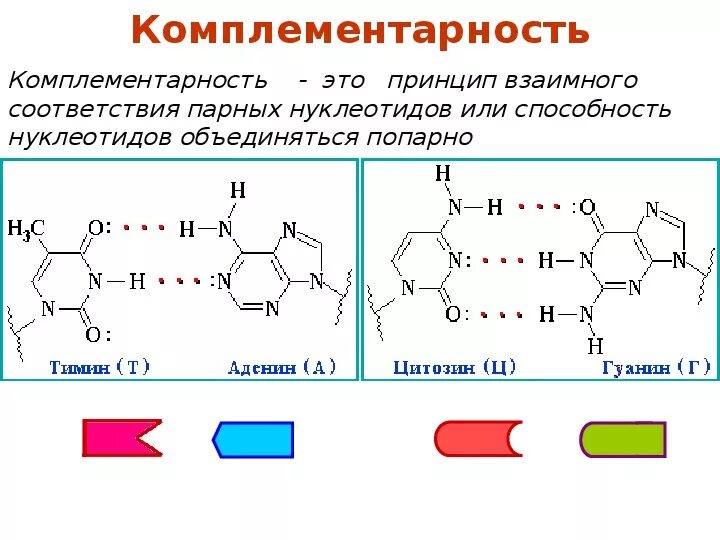 Аденин гуанин цитозин Тимин урацил комплементарность. Аденин гуанин цитозин Тимин комплементарность. Формула комплементарности ДНК. РНК комплементарность принцип комплементарности.