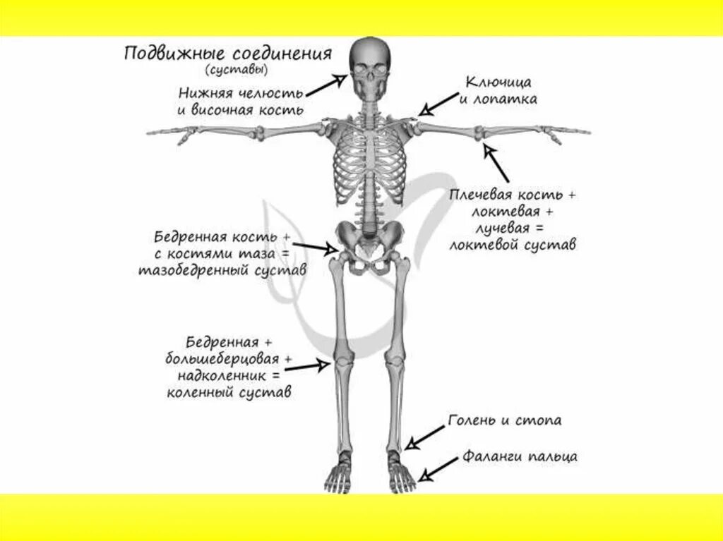 Названия суставов человека. Схема суставов человека. Суставы скелета. Подвижные кости в скелете человека. Подвижно соединяющиеся кости скелета.