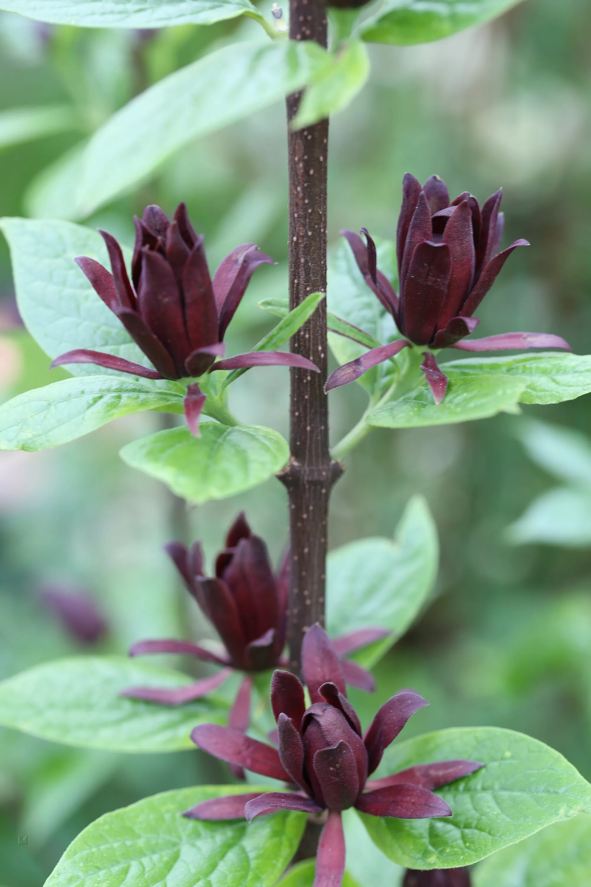 Каликант цветущий. Каликант флоридский. calycanthus floridus. каликант кустарник. каликант розовый нефрит.