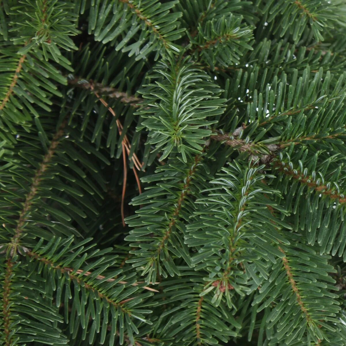 Датская ель нордман. Пихта нордмана. Пихта абиес нордманниана. Пихта нордмана. Пихта нордмана экселент.