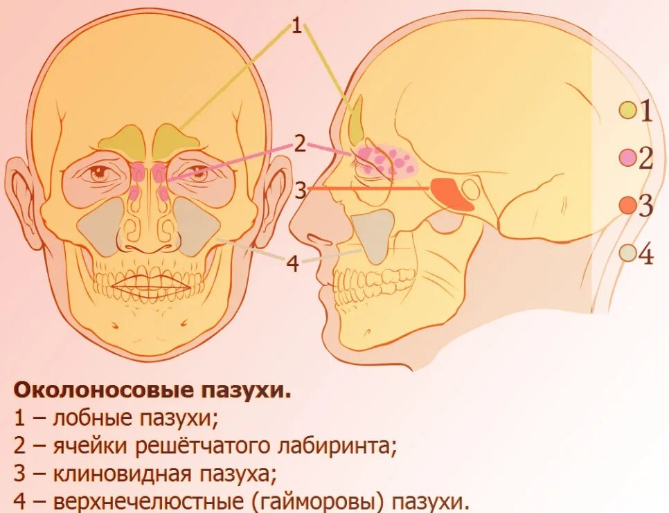 Решетчатый Лабиринт носовой полости. Решетчатый Лабиринт основной пазухи носа. Решетчатый Лабиринт решетчатой кости. Гайморовы носовые пазухи Лабиринт. Утолщение слизистой оболочки решетчатых лабиринтов