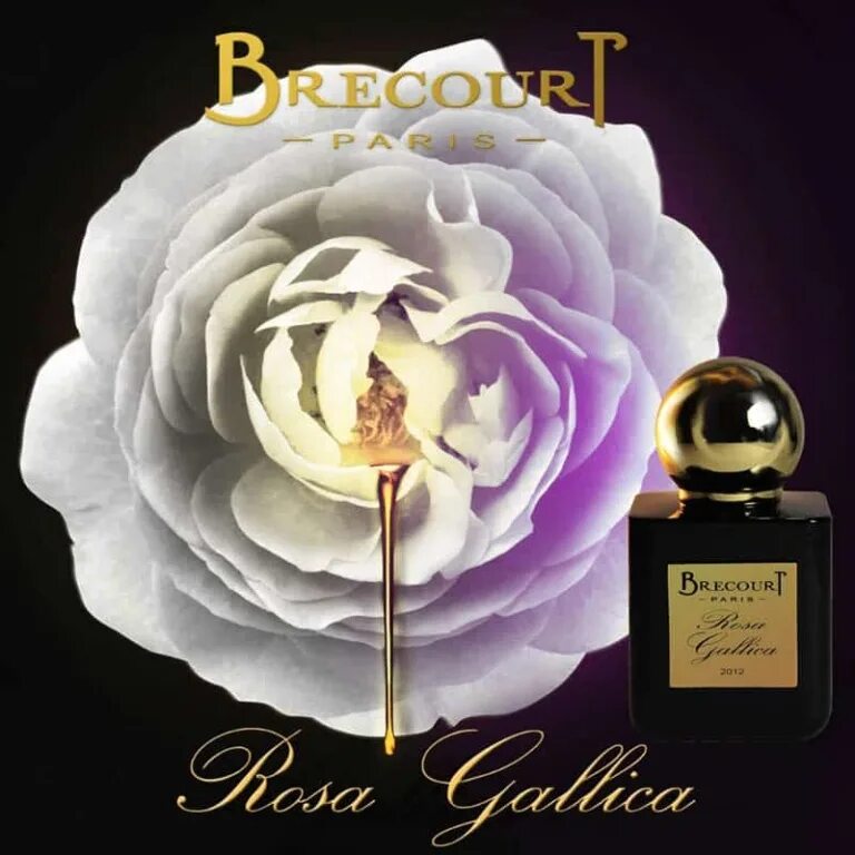 Духи Brecourt Rosa Gallica. Духи атар коллекцион розовые Areej вдом условиях.