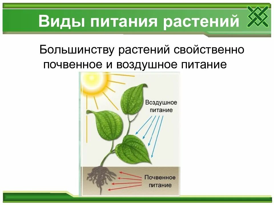 Почвенное и воздушное питание растений. Питание растений биология. Минеральное и воздушное питание растений. Схема питания растений.