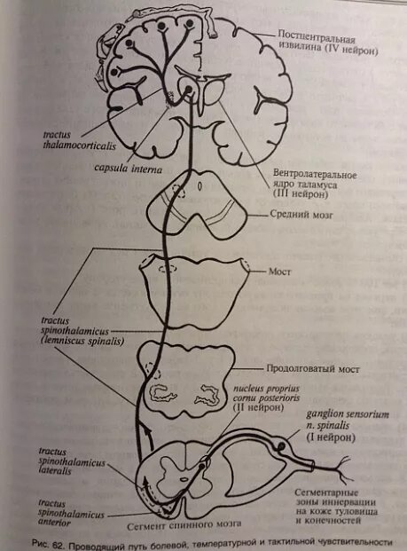 Спинно таламический. Путь болевой и температурной чувствительности схема. Проводящие пути болевой чувствительности схема. Спинно таламический путь. Схема проводящих путей болевой и температурной чувствительности.