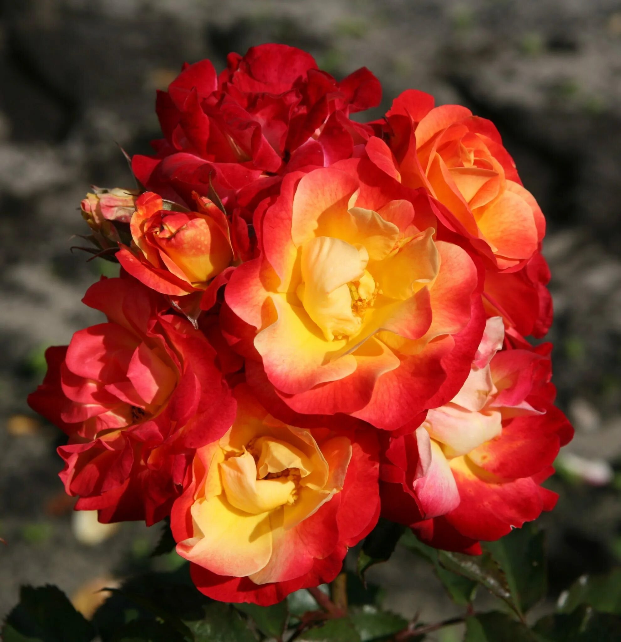 Осень дождь. Розы жара. Розы жара. Розы жара. Цветы под дождем.